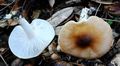 Hygrophorus arbustivus